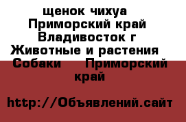 щенок чихуа - Приморский край, Владивосток г. Животные и растения » Собаки   . Приморский край